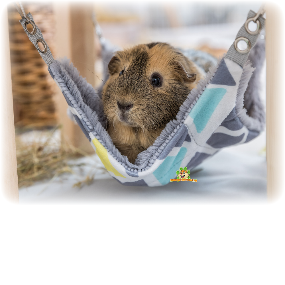 wastafel Aanvankelijk fout Cavia Hangmatten | DRD Knaagdierwinkel®