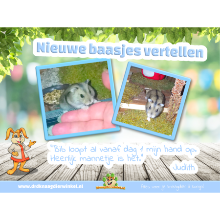 Chomik rosyjski karłowaty (rezerwat chomików)