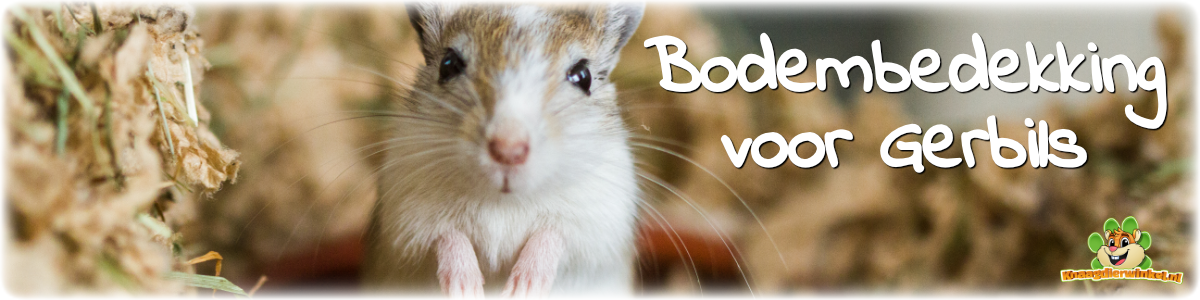 Gerbil bodembedekking in de Gerbil webshop