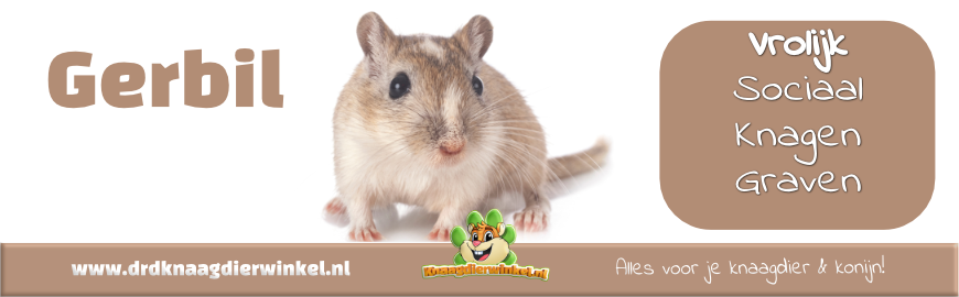 De Mongoolse Gerbil