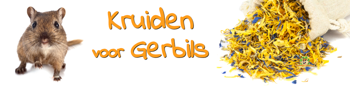 Gerbil kruiden en zaden voor gerbils