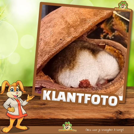 Knaagdierwinkel® Boeddha Noot voor Hamsterscaping & Gerbilscaping