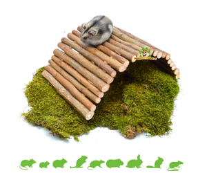 Moss – Hamsterscape