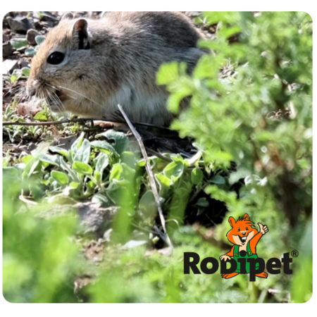 Rodipet Aliment naturel biologique pour gerbilles âgées 500 grammes