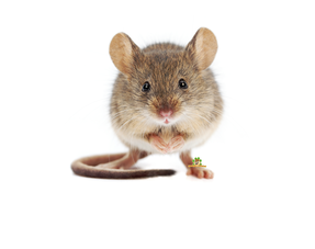 African Miniature Mouse Information