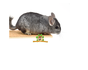 Chinchilla Plateaus