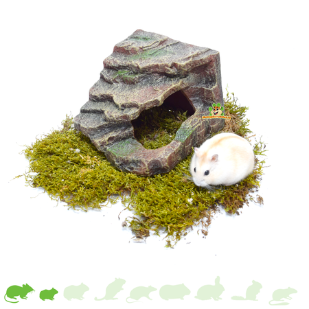 Trixie Rocher du coin de la forêt tropicale