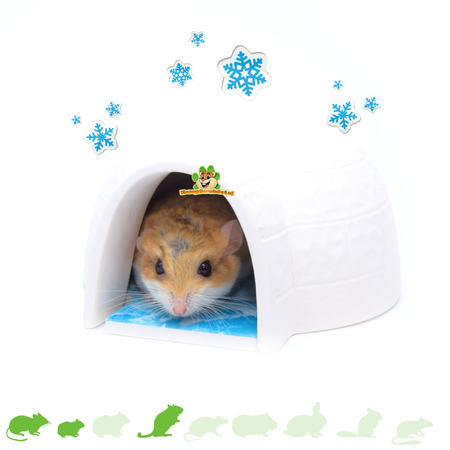 Trixie Igloo avec pierre rafraîchissante de 15 cm pour petits rongeurs