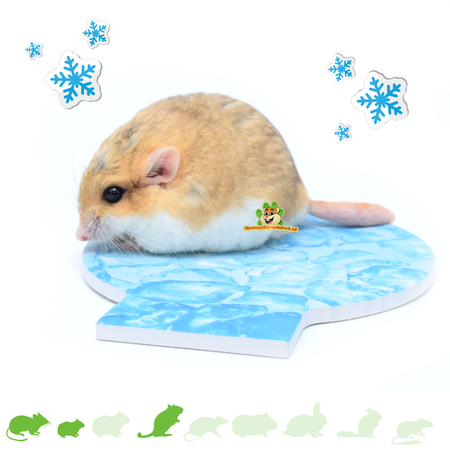 Trixie Igloo z Kamieniem Chłodzącym 15 cm dla Małych Gryzoni