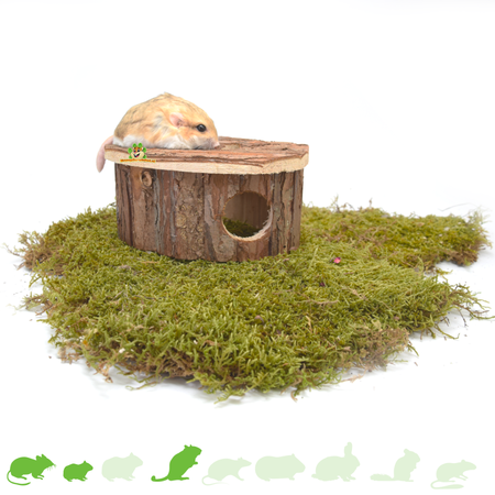 Casita de madera de 17 cm para ratones y hámsteres (enanos)