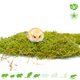 Knaagdierwinkel® Gedroogd Mos 400 gram voor Hamsterscaping & Gerbilscaping