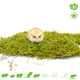 Knaagdierwinkel® Gedroogd Mos voor Hamsterscaping & Gerbilscaping