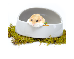 Gerbil Sandbox