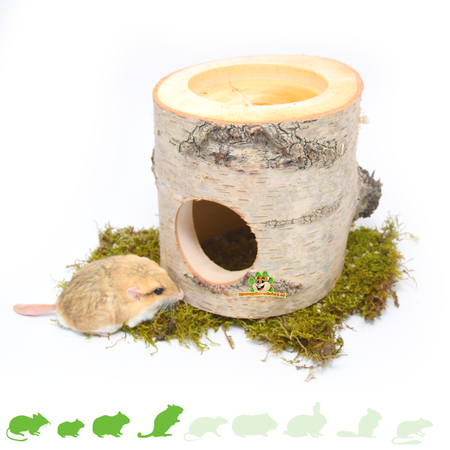 Bounty Paradise Boomstam van Berkenhout 13 cm