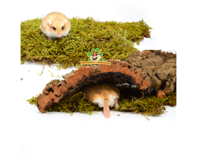 Jardinería para jerbos