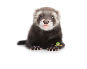 Furet