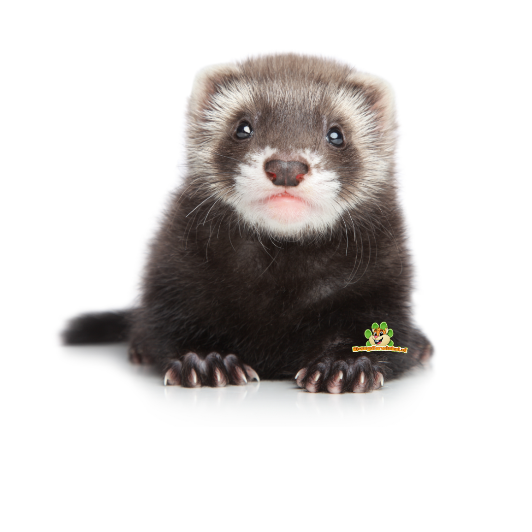 Fretki jako zwierzęta domowe: informacje i opieka