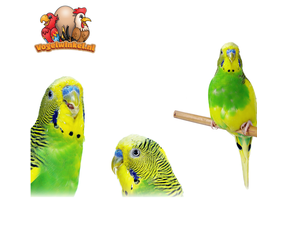 Papugi (mały ptak)