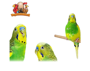 Parakeets (small bird)