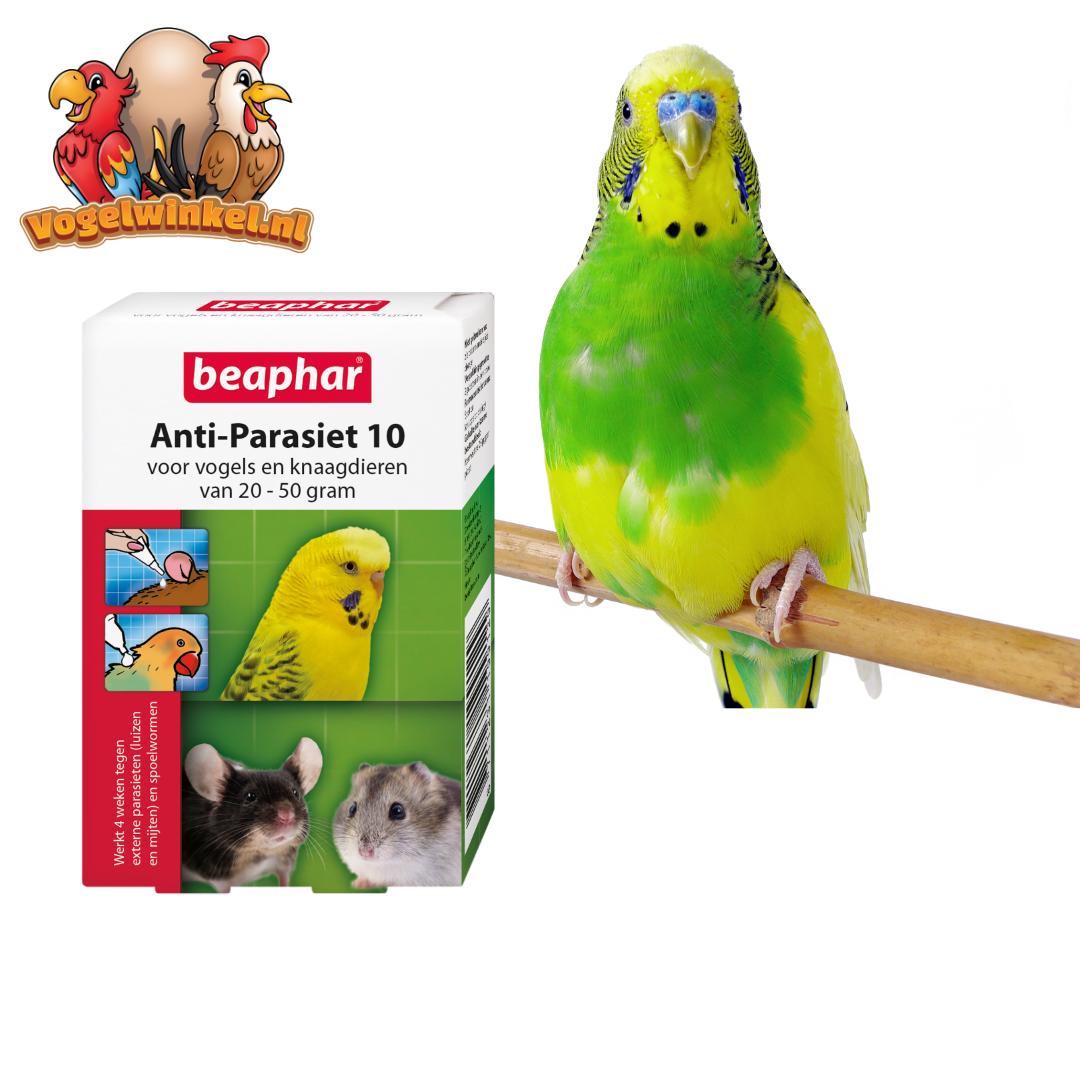 Opieka nad ptakami – higiena i wsparcie