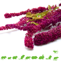 Amaranth-Ernterot