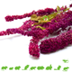 Knaagdier Kruidenier Amaranth Harvest Red for Rodents & Birds