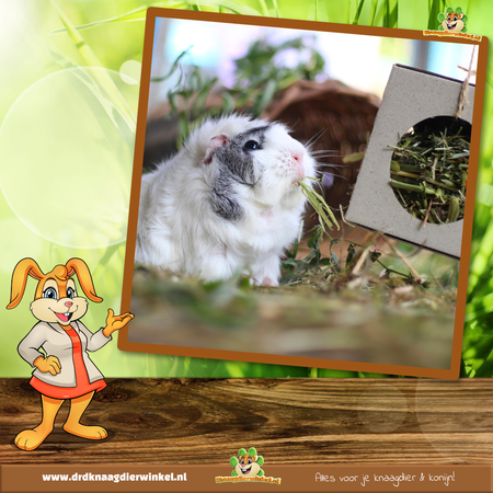 JR Farm Boîte de guirlandes avec du foin et des herbes