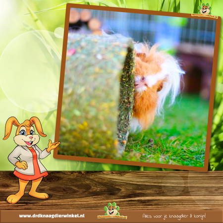 JR Farm Lenterol Tunnel