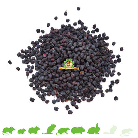Baies d'aronia 200 grammes pour rongeurs et lapins !