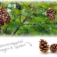 Pine cone 6 pieces for Rodents & Rabbits!