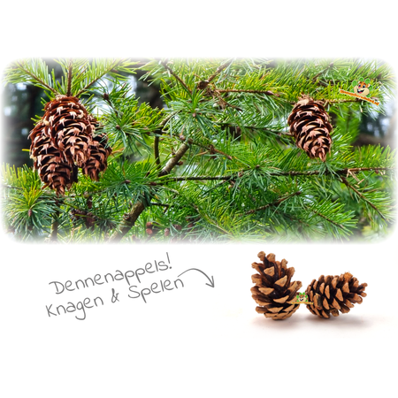 Dennenappel 2 stuks  voor Knaagdieren & Konijnen!
