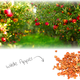 Wild Apple Slices for Rodents & Rabbits!