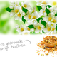 Gedroogde Jasmijn Bloemen voor Knaagdieren en Konijnen