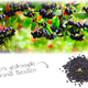 Aronia Berries for Rodents & Rabbits!