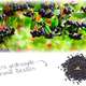 Aronia Bessen 200 gram voor Knaagdieren & Konijnen!