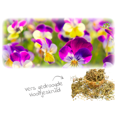 Gedroogd Viooltjeskruid voor Knaagdieren & Konijnen!