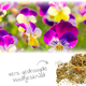 Dried Violet Herb 60 grams for Rodents & Rabbits!