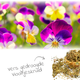 Dried Violet Herb for Rodents & Rabbits!