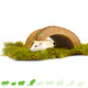 Tree Bark Tunnel for Rodents!