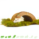 ¡Túnel de corteza de árbol para roedores!