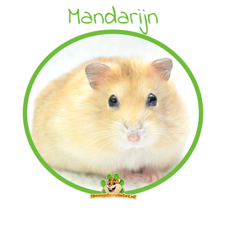 Chomik rosyjski karłowaty (rezerwat chomików)