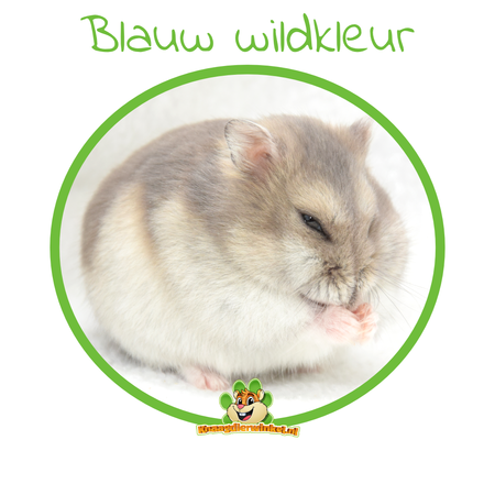 Chomik rosyjski karłowaty (rezerwat chomików)