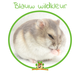 Hamster nain russe (Réserve de hamsters)