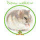 Russian Dwarf Hamster (Hamster Reservation)
