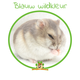 Russischer Zwerghamster (Hamster-Reservat)