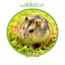 Russischer Zwerghamster (Hamster-Reservat)