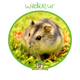 Russian Dwarf Hamster (Hamster Reservation)