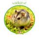 Russian Dwarf Hamster (Hamster Reserve)