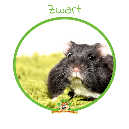 Chomik rosyjski karłowaty (rezerwat chomików)