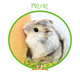 Hamster nain russe (Réserve de hamsters)